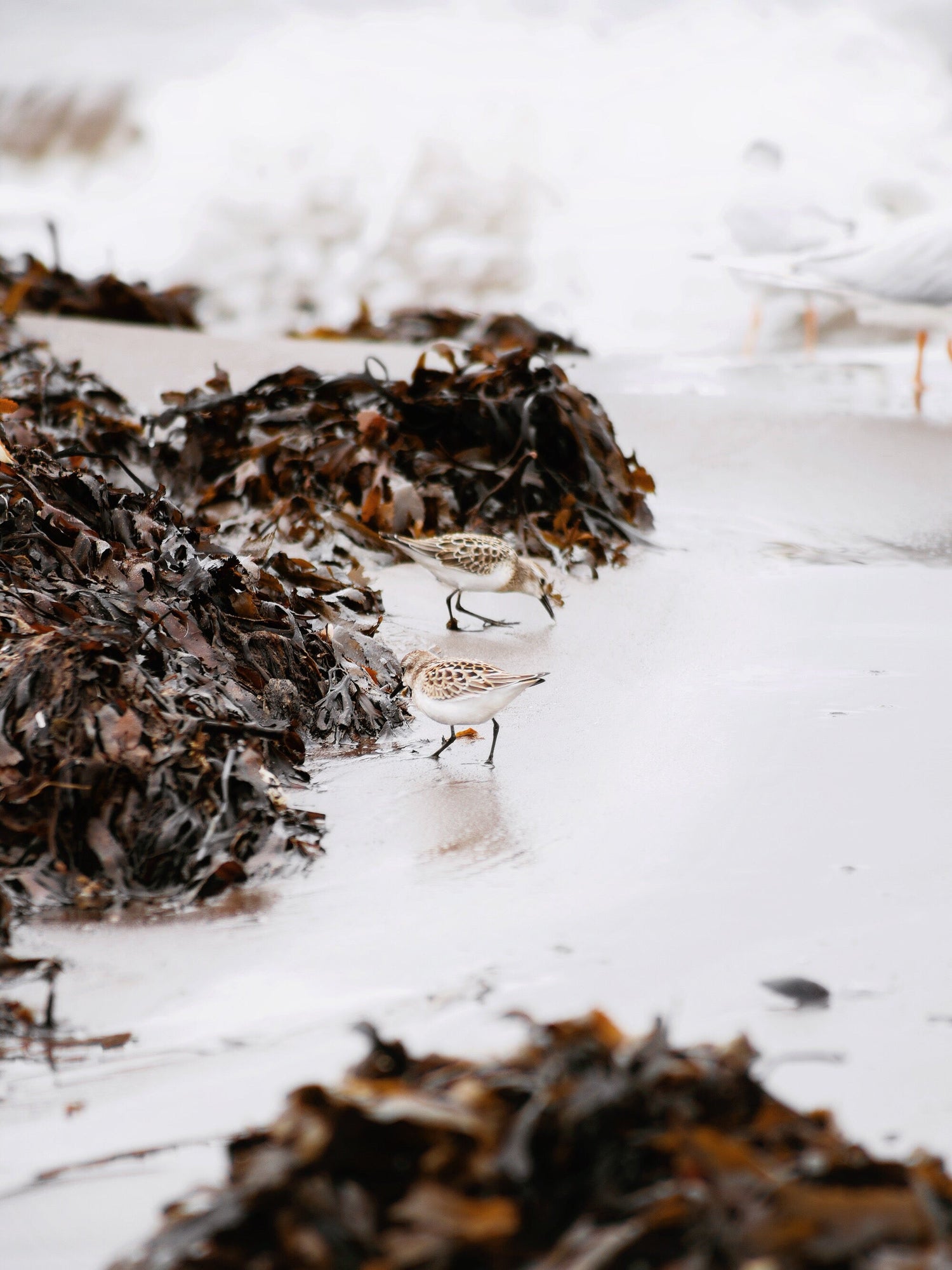 Sea Moss Products