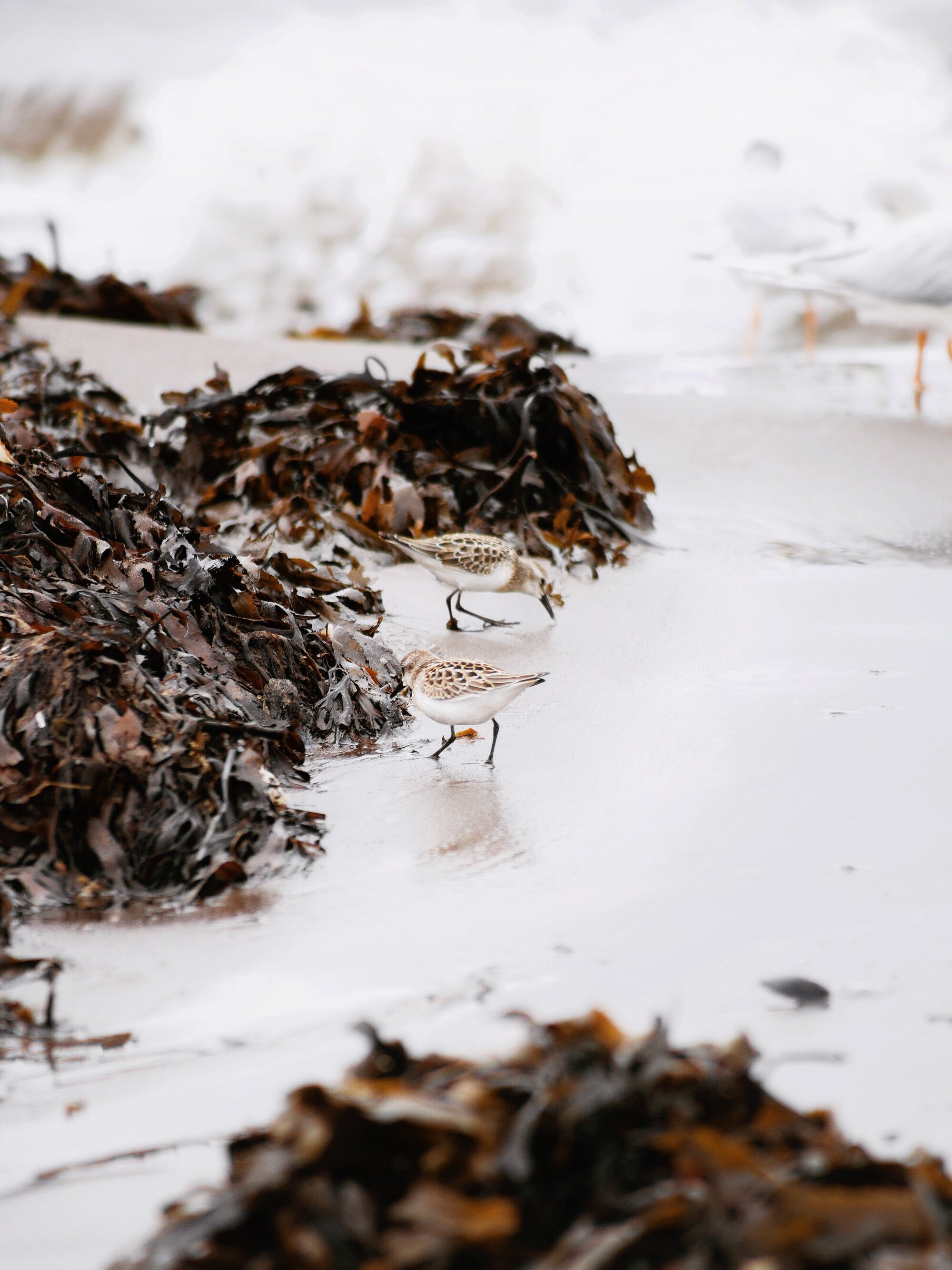Sea Moss Products