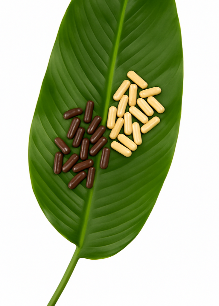 Brown and yellow capsules on a green leaf